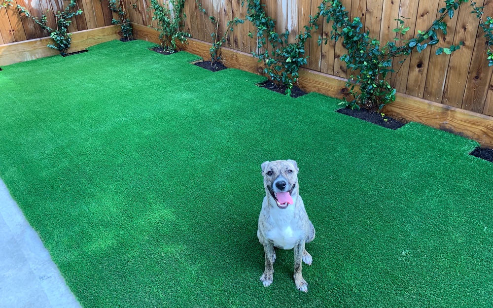 pet-turf