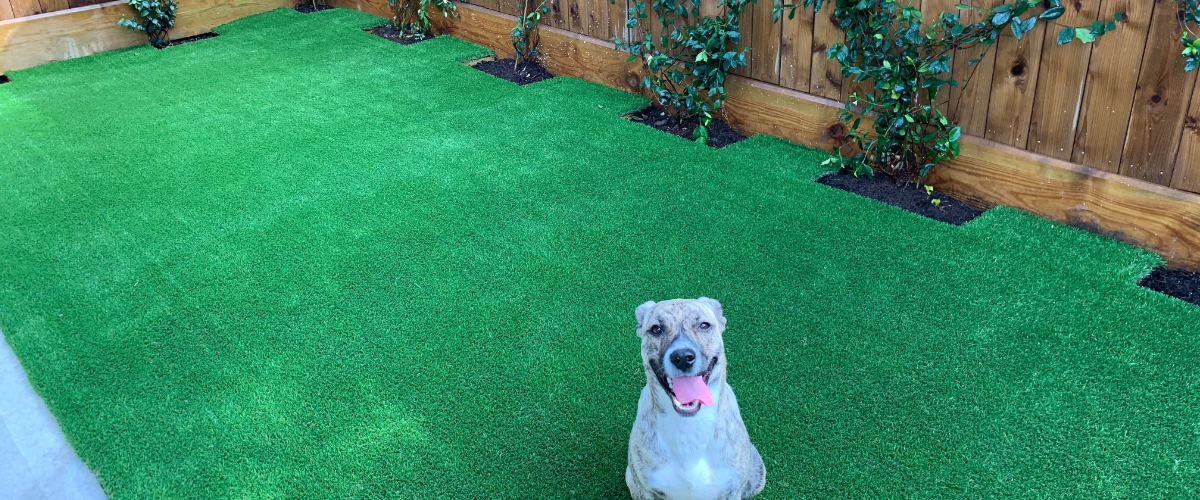 Pets 1200x500
